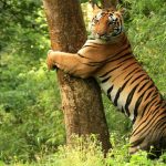 देव भूमि उत्तराखंड में है दुनिया का सबसे खूबसूरत नेशनल पार्क जानिए इसके बारे में