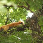 पक्षियों की 350 से अधिक प्रजातियां का निवास स्थल है असम का डिब्रू-सैखोवा नेशनल पार्क