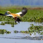 375 से अधिक प्रजातियों का निवास स्थल है ग्रेट हिमालयन नेशनल पार्क