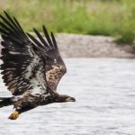 पक्षियों की 350 से अधिक प्रजातियां का निवास स्थल है असम का डिब्रू-सैखोवा नेशनल पार्क