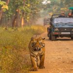 मैमल्स की 73 प्रजातियों का घर है बुक्सा राष्ट्रीय उद्यान