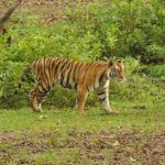 अगर कैंपिंग के हैं शौकीन तो आपको जरूर पसंद आएगा कैंप विलेज