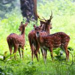 अगर कैंपिंग के हैं शौकीन तो आपको जरूर पसंद आएगा कैंप विलेज