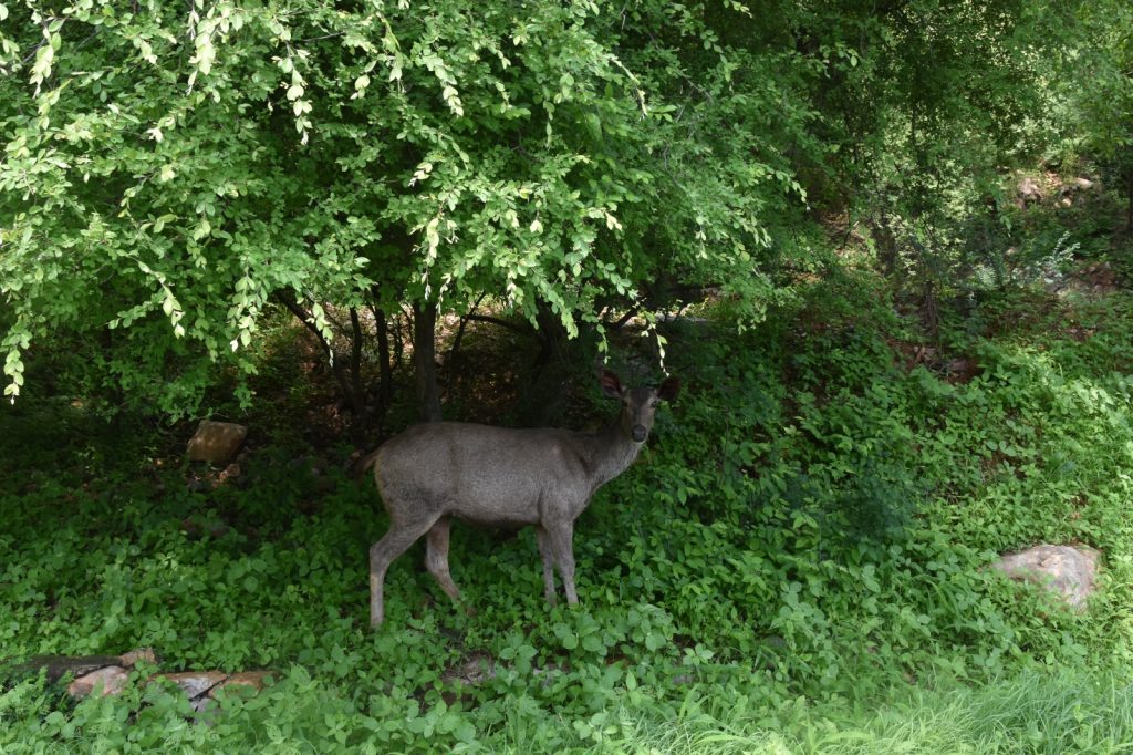 राजस्थान