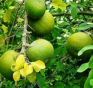 बेल का शर्बत