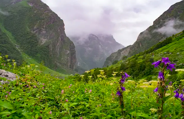 उत्तराखंड की फ्लावर वैली